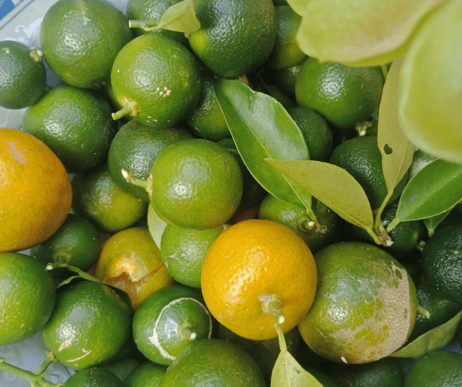Photo of small, green citrus fruit called Kalamansi, native to the Philippines